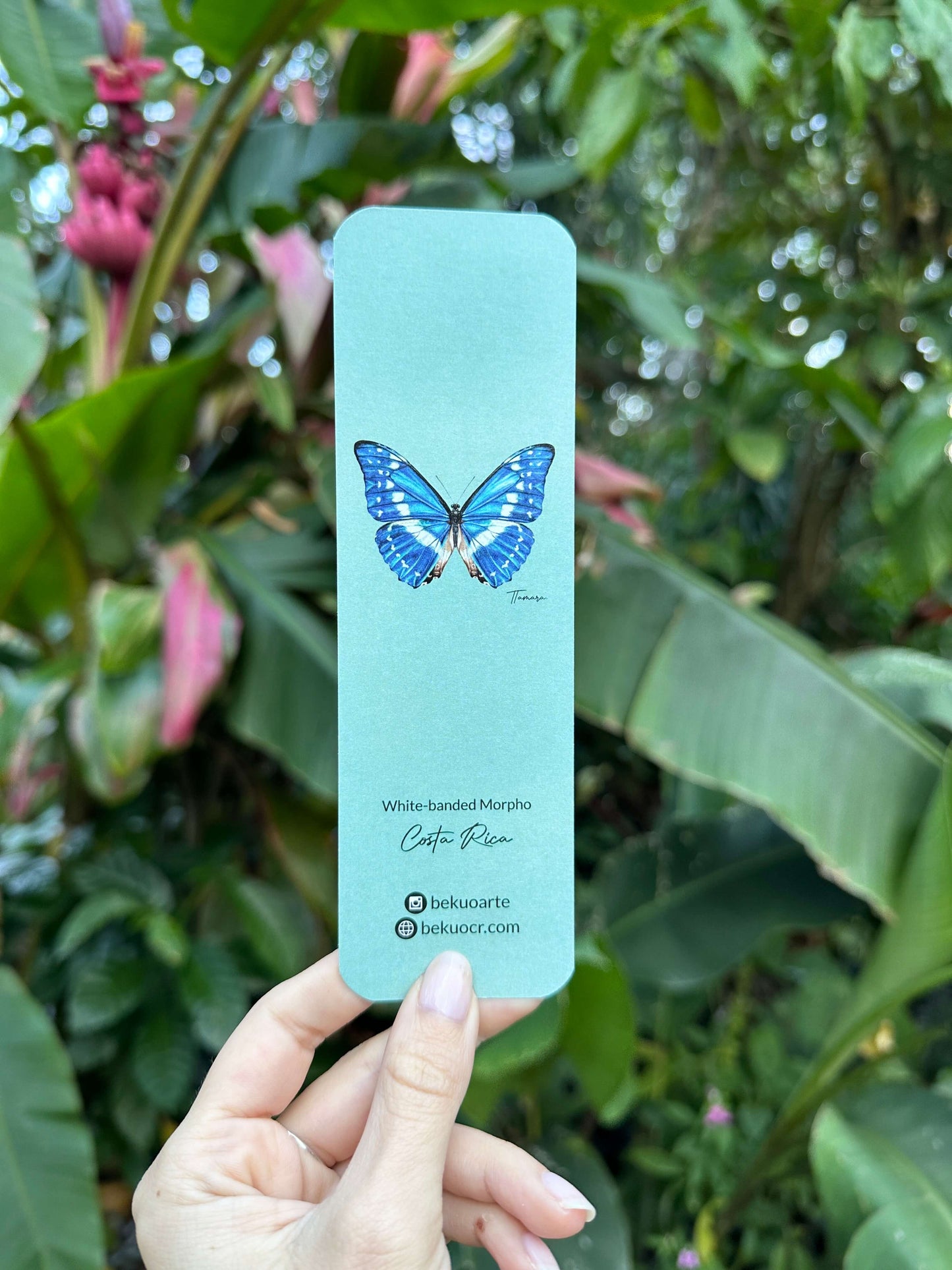 Separador de libros - Morpho