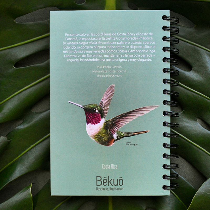 Libreta - Colibrí Estrellita Gorgimorada