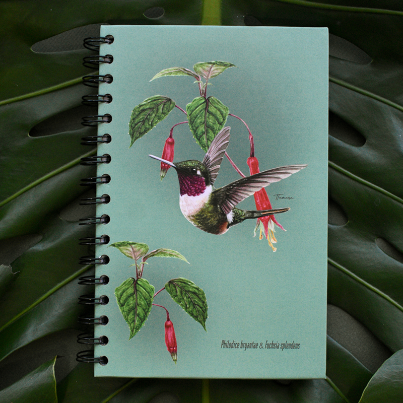 Libreta - Colibrí Estrellita Gorgimorada