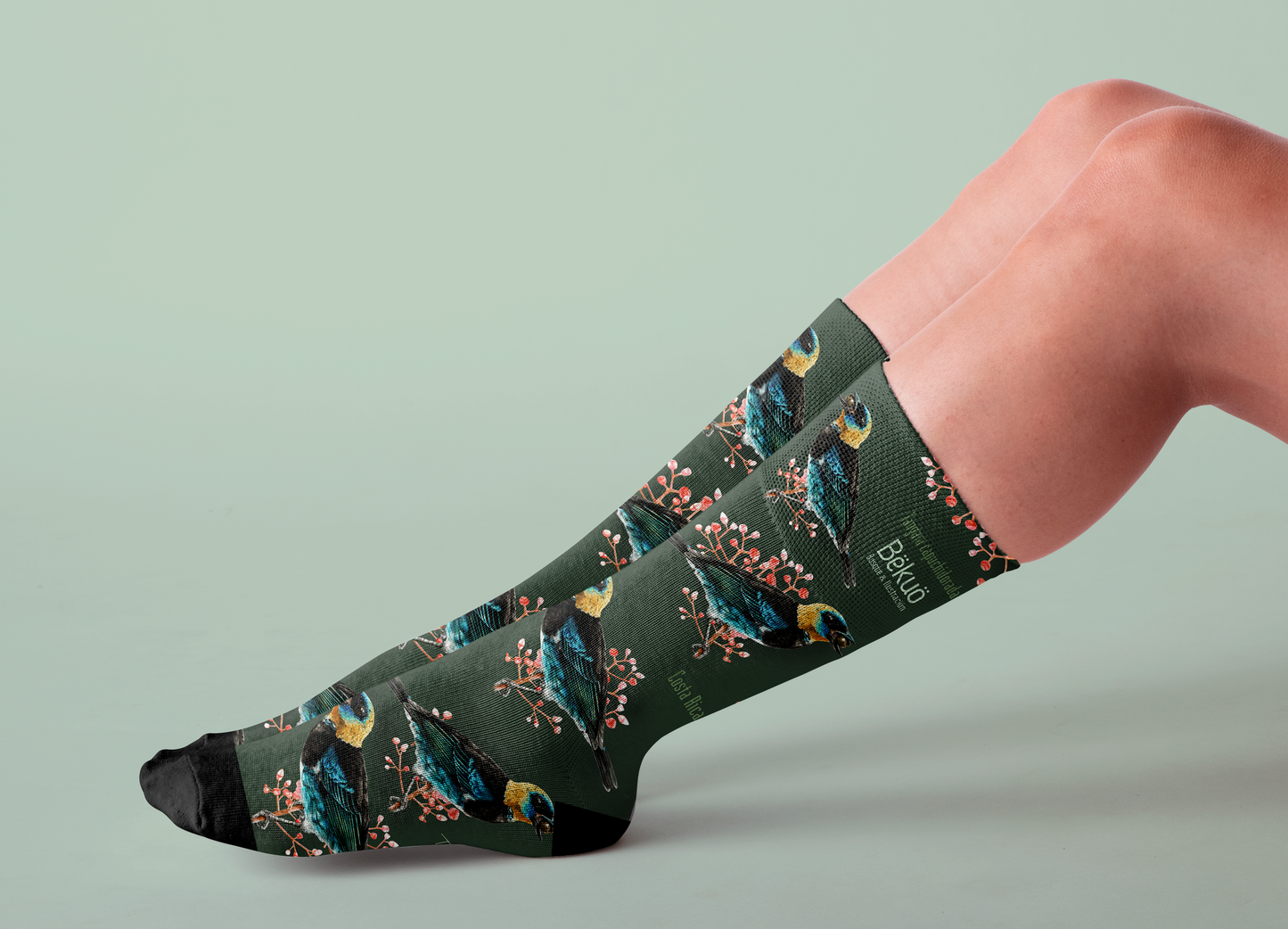 Medias - Tangara Capuchidorada