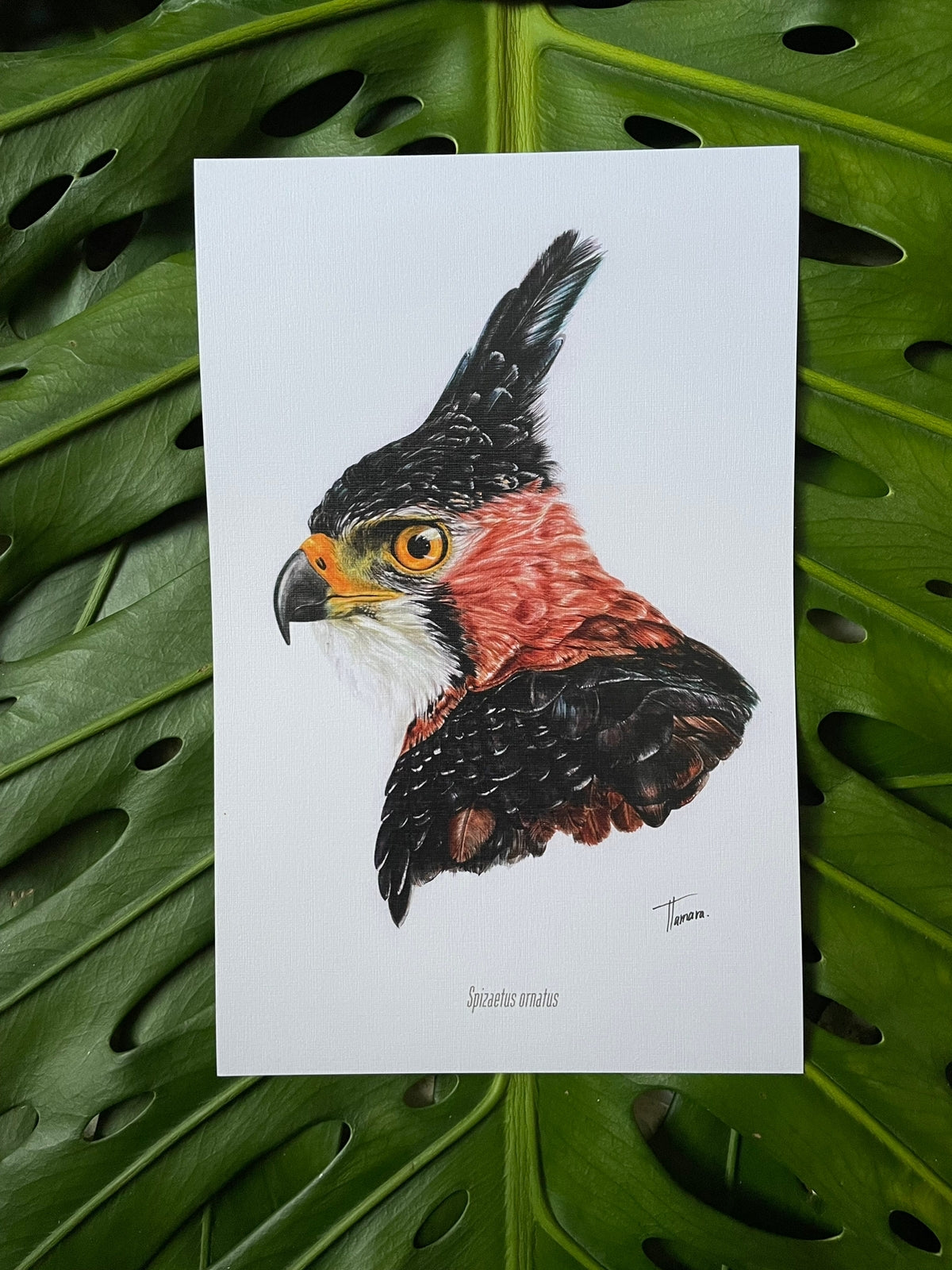 Print para enmarcar - Águila Penachuda