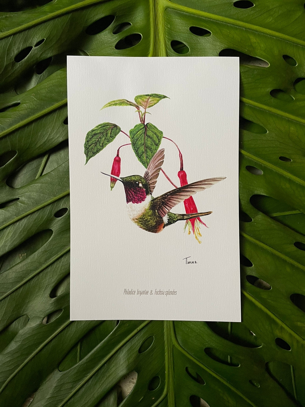 Print para enmarcar - Colibrí Estrellita Gorgimorada