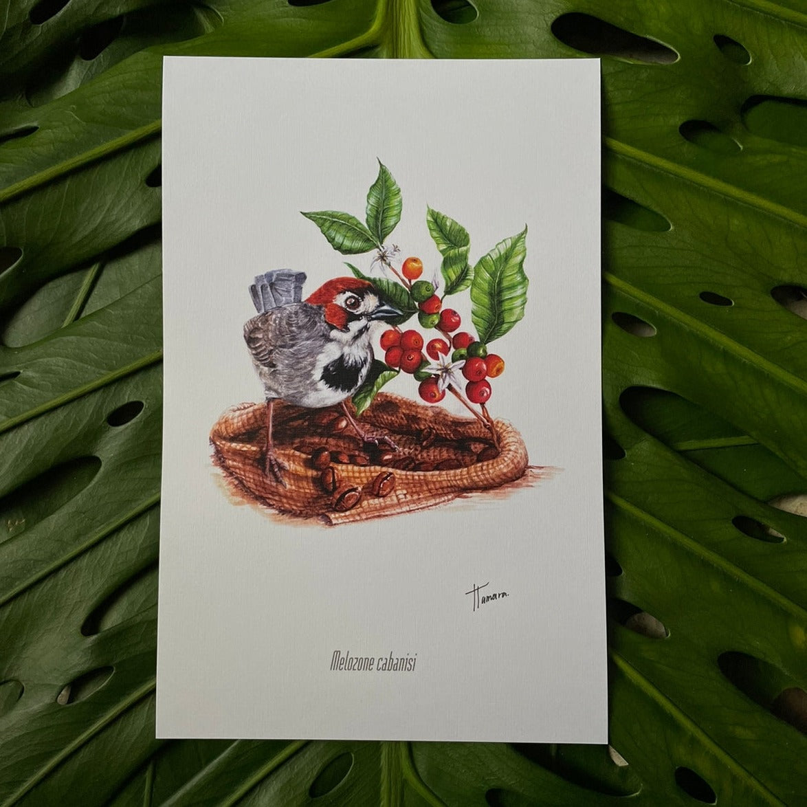 Print para enmarcar de Pinzón Cafetalero