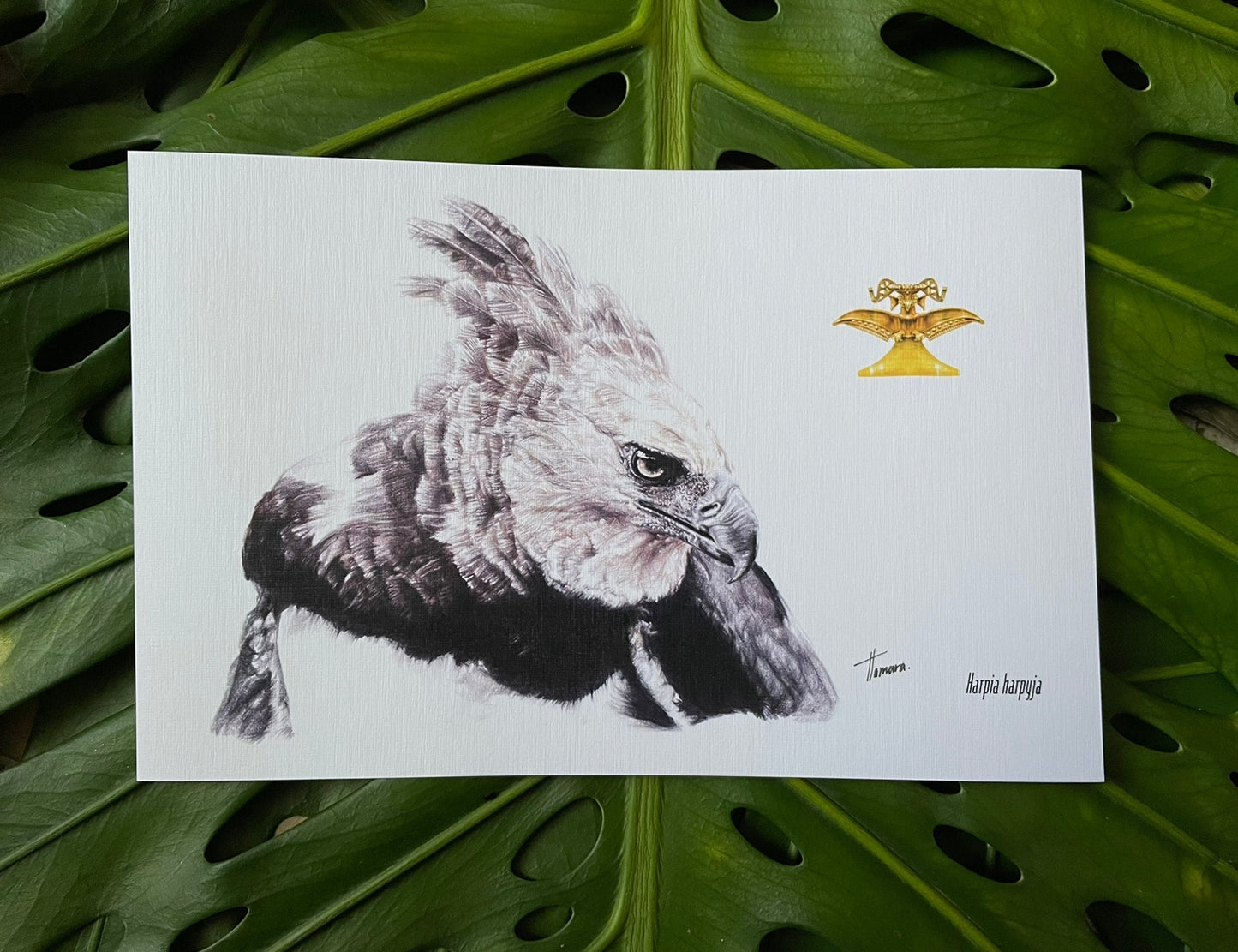 Print para enmarcar - Águila Arpía