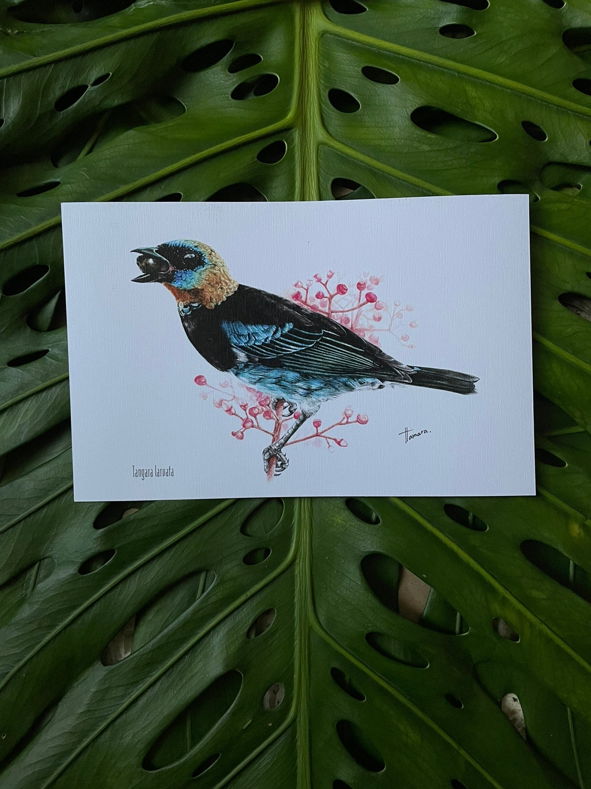 Print para enmarcar - Tangara Capuchidorada