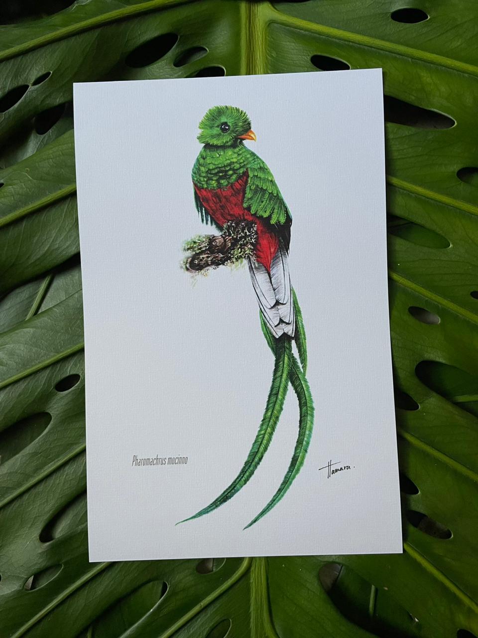 Print para enmarcar - Quetzal