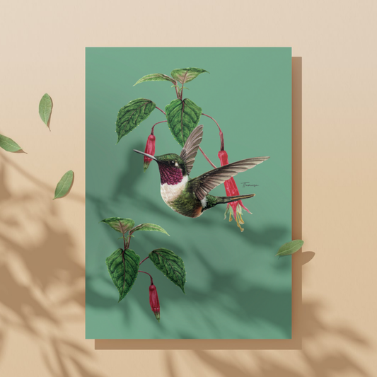 Tarjeta de regalo - Colibrí Estrellita Gorgimorada