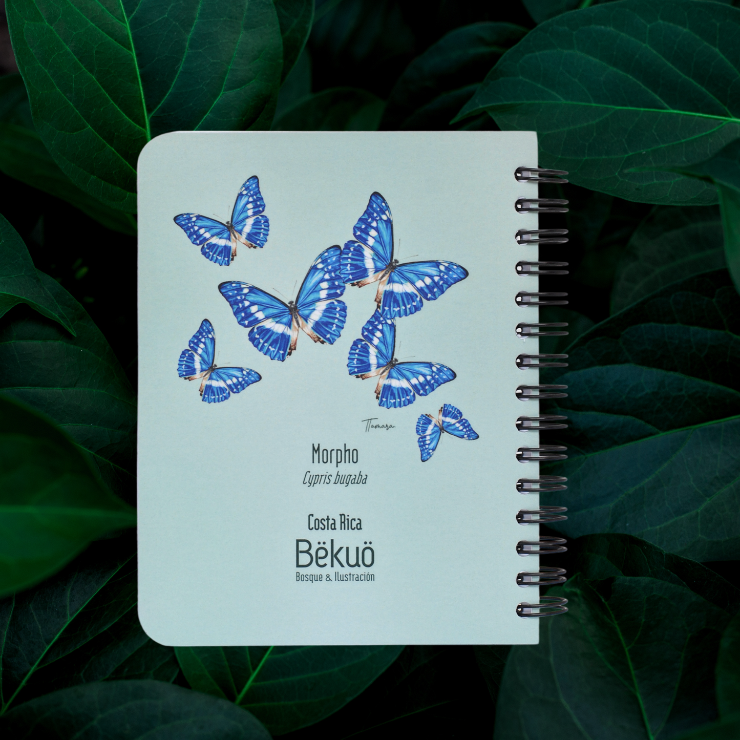 Libreta pequeña - Morpho
