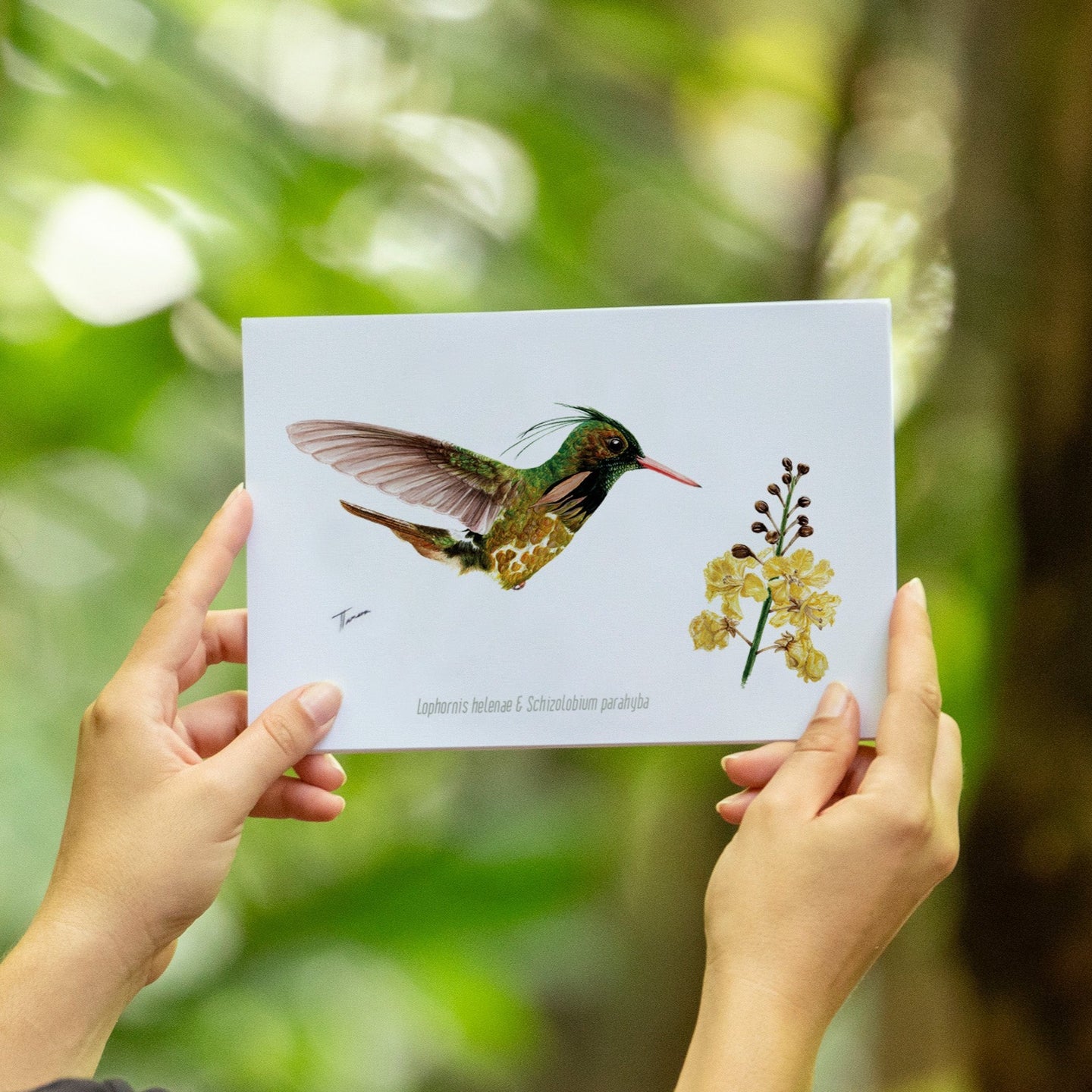 Print para enmarcar Colibri Crestinegra