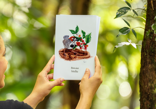 Print para enmarcar de Pinzón Cafetalero con café