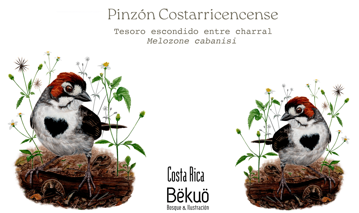 Botella - Pinzón Costarricense