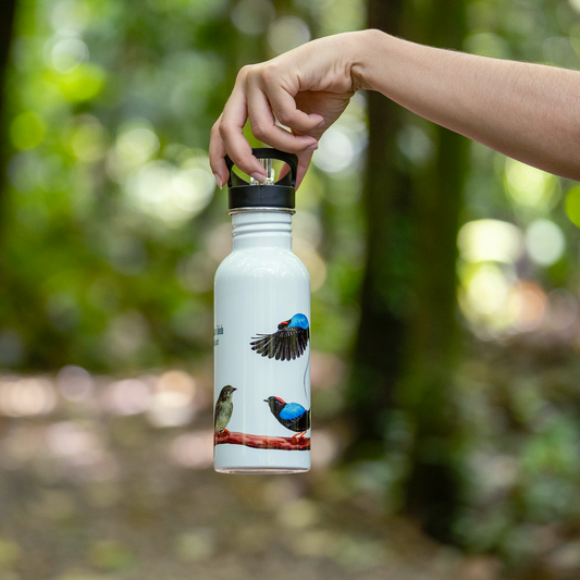 Botella - Danza del Toledo