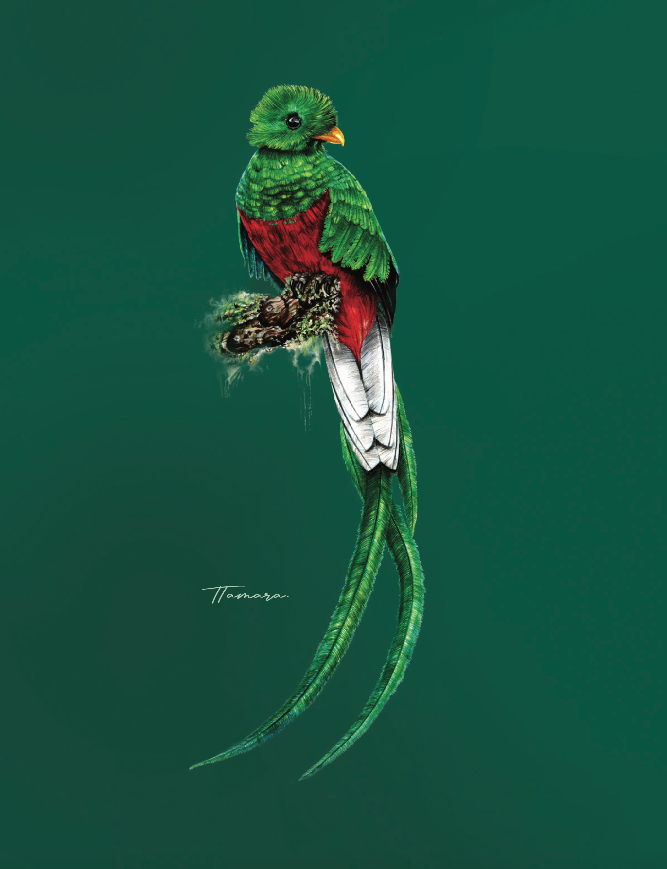 Libreta - Quetzal