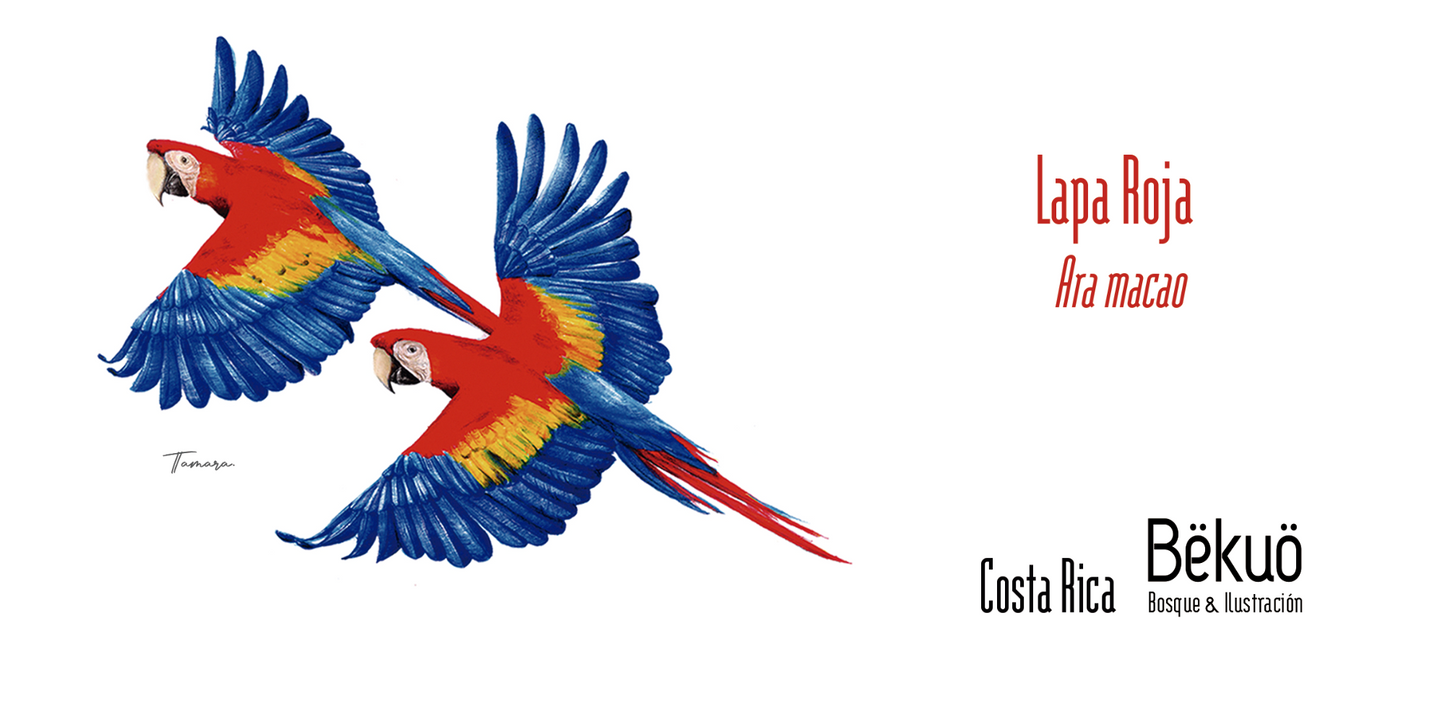 Jarra de Cerámica - Lapa Roja