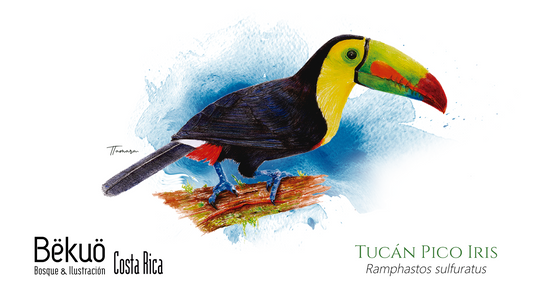 Jarra de Cerámica - Tucán Pico Iris