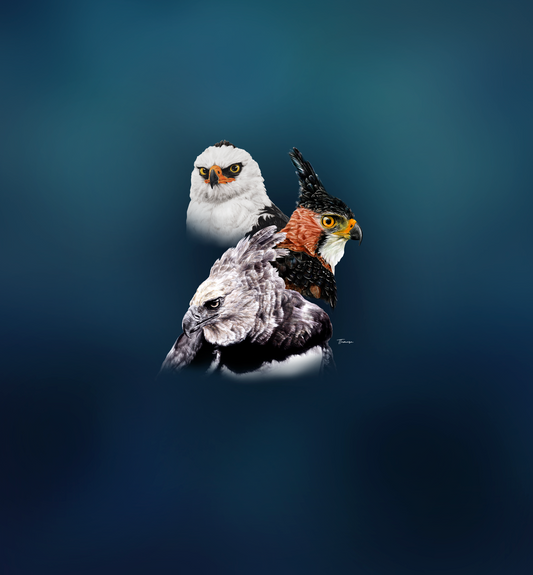 Blusa - Accipitridae