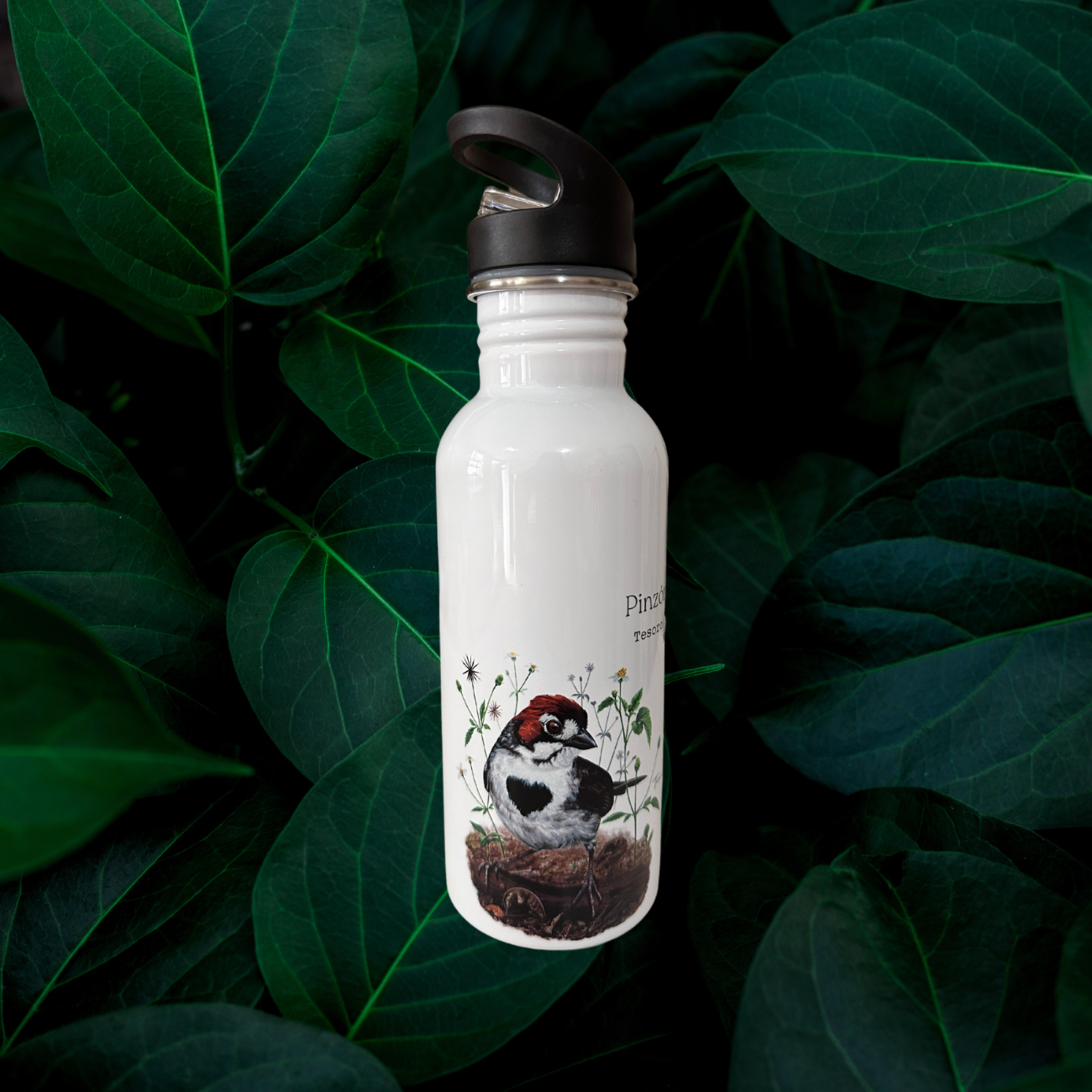 Botella - Pinzón Costarricense