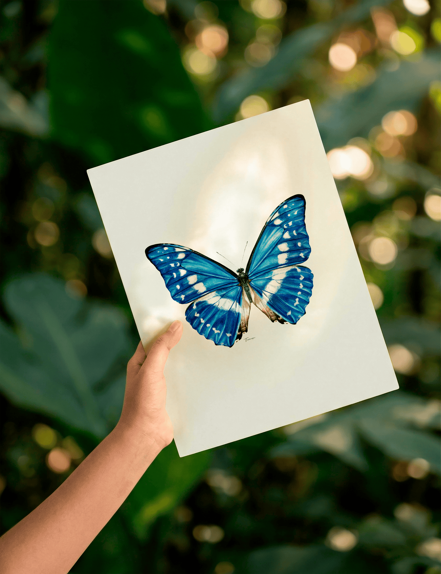 Print para enmarcar A4 - Morpho Cypris