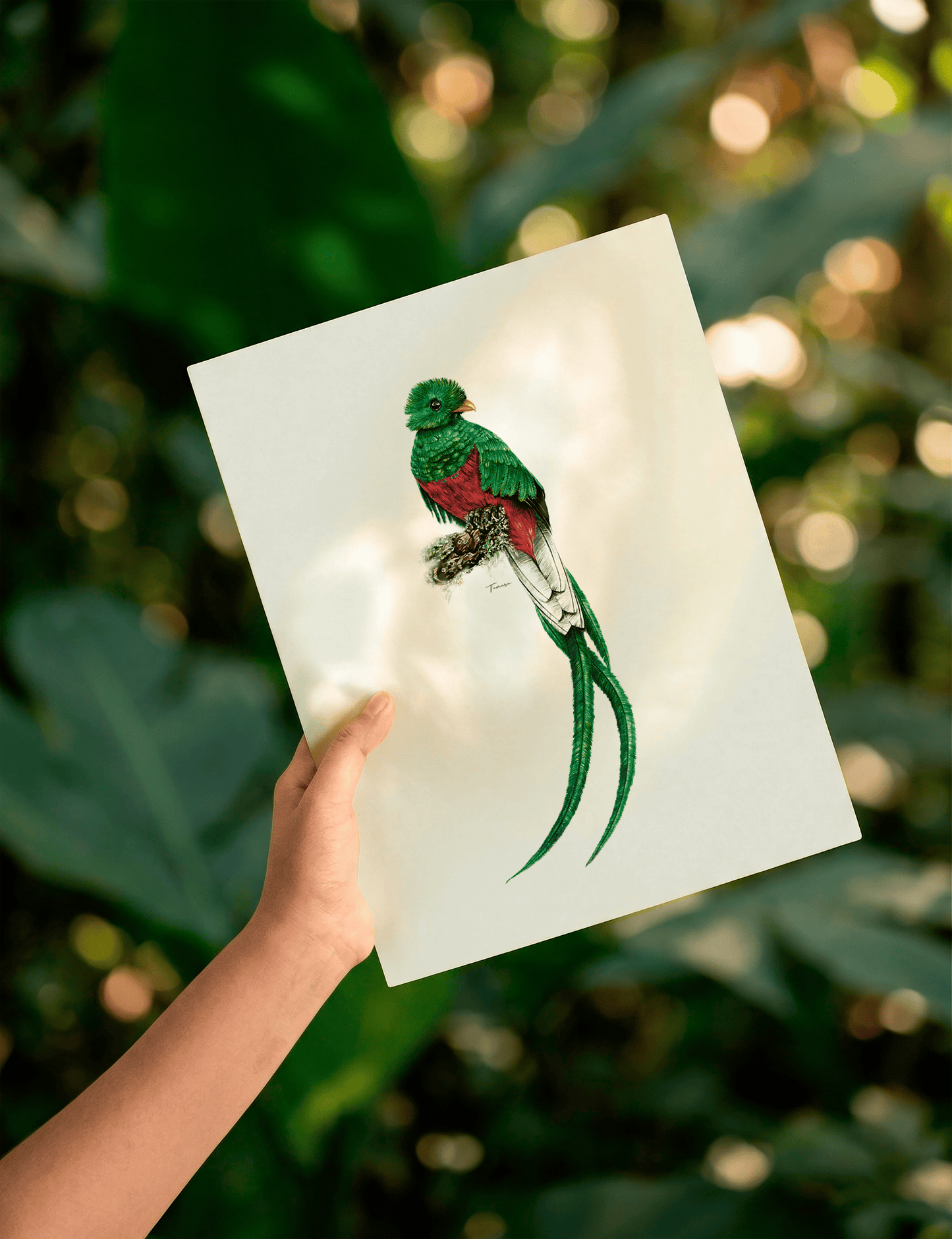 Print para enmarcar A4 - Quetzal
