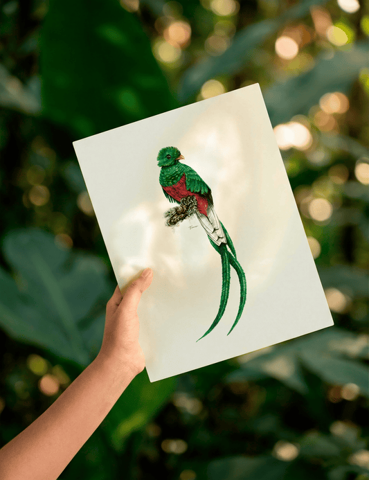 Print para enmarcar A4 - Quetzal