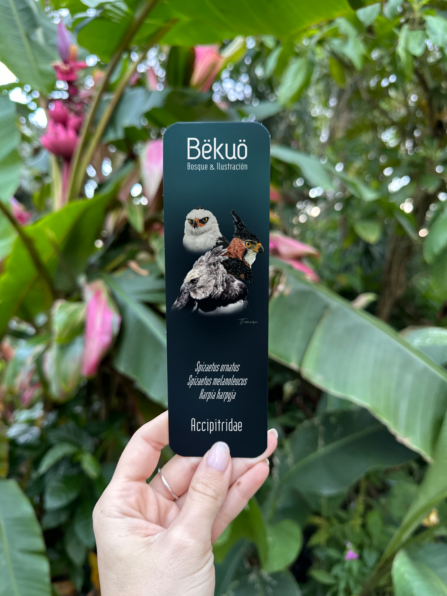 Separador de libros -  Accipitridae (Rapaces)